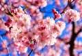 Rain slowed early spring, says National Trust, as blossom campaign launches
