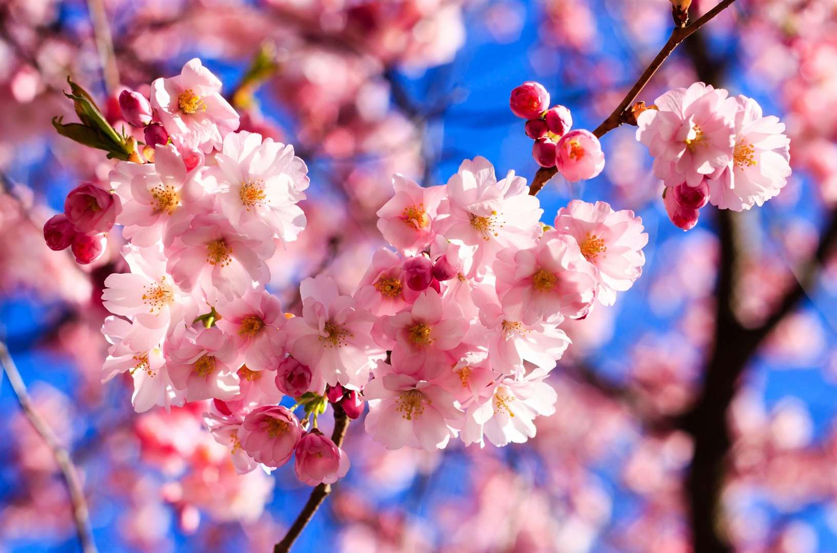 There had been signs a mild winter would lead to an early spring. Image: istock/bannerwega.